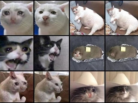The Original Pictures Of Sad Cats 9gag