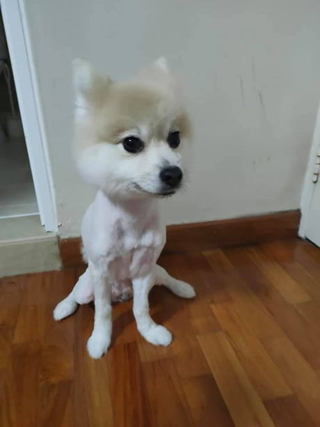 Shaved pomeranian hot sale