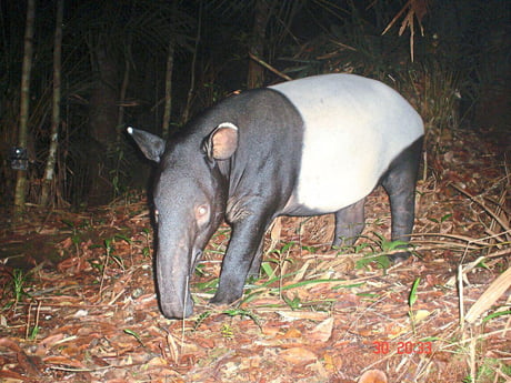 Endangered Malayan Tapir Captured On Game Cam They Live In The Forests Of Malaysia And Sumatra They Are More Closely Related To Rhinos And Horses Than Pigs Or Elephants 9gag