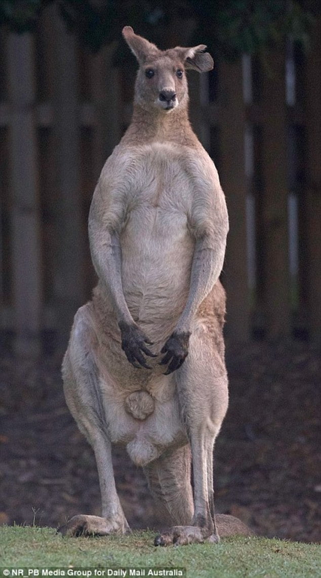 The Male Kangaroos Flex Their Biceps To Impress Female Kangaroos This Is According To Research 1166