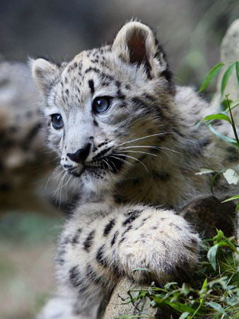 Featured image of post Anime Snow Leopard Cub