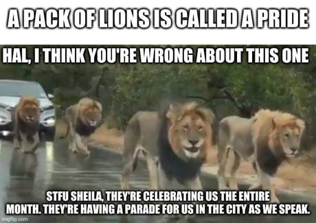 gay pride meme lions