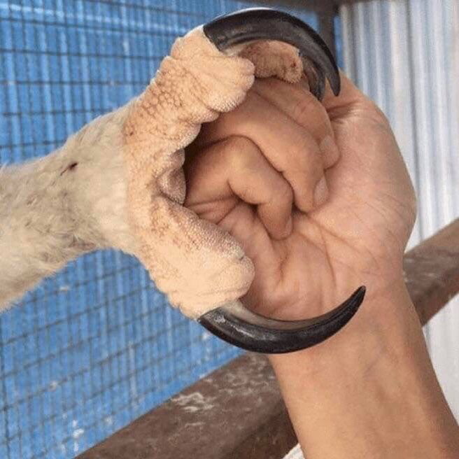 Claws of an eagle
