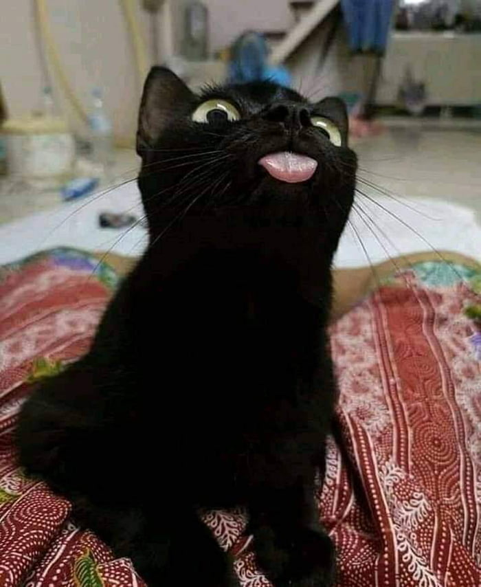 Cheeky kitty
