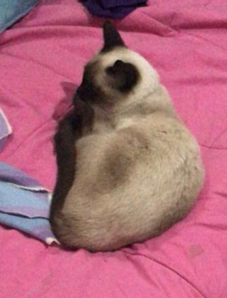 This Is My Little One It S Mila She Is Now In The Vet Fighting For His