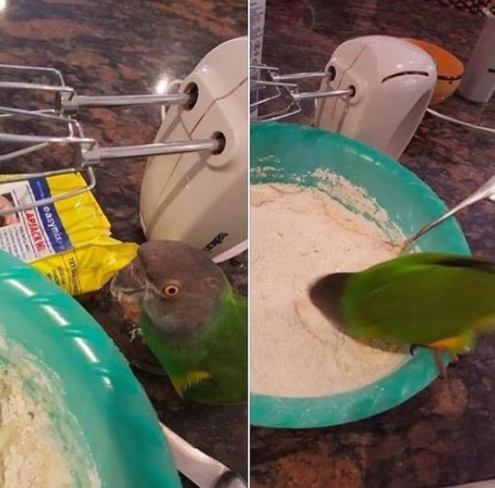 "how is it having a bird?"