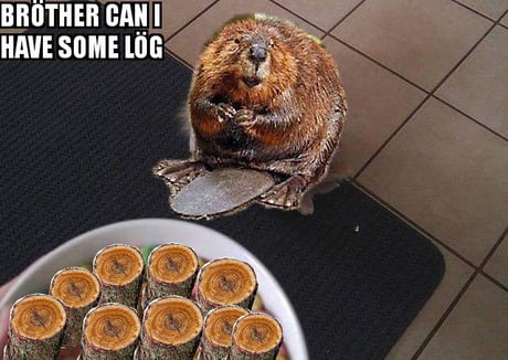 beaver clever meme