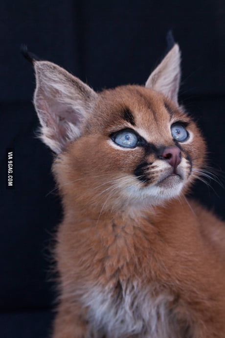 Baby Caracal 9gag