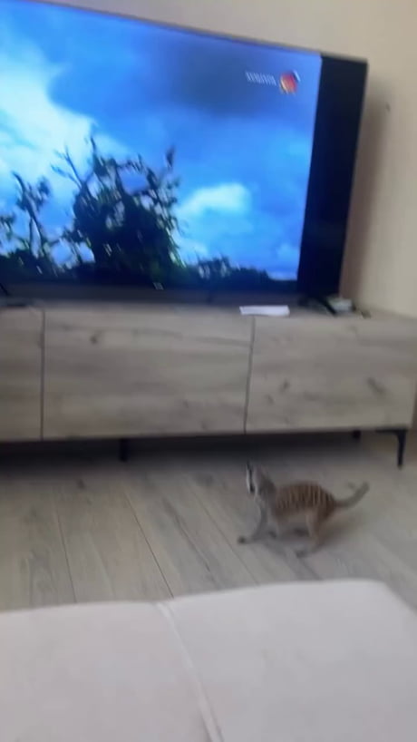 A pet meerkat reacting to a predator on screen... its genetic instinct.