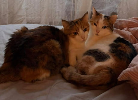 The right one is the dominant sister, can you tell?