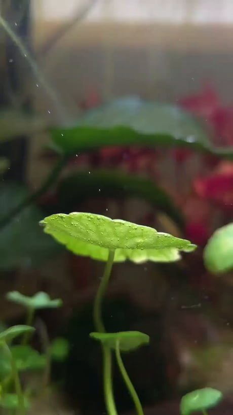 Aquatic plant producing oxygen