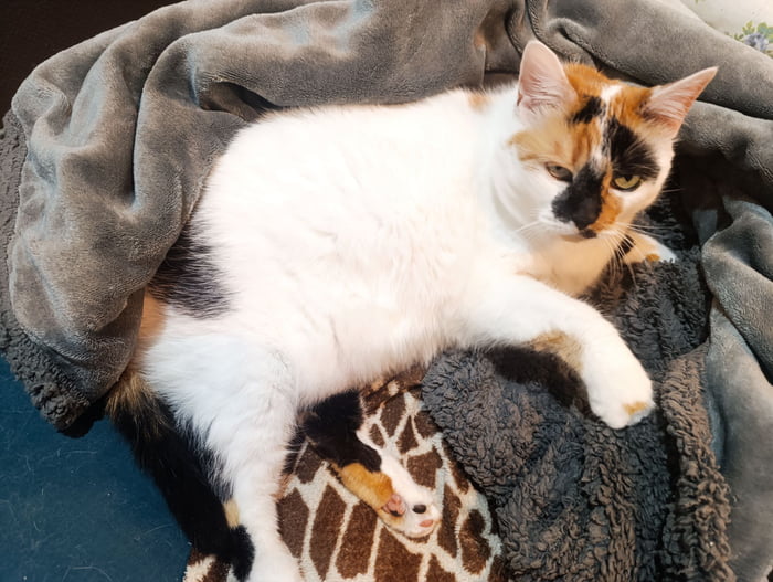 Actual chonk