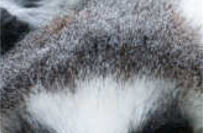 What animal is this? (1/3)