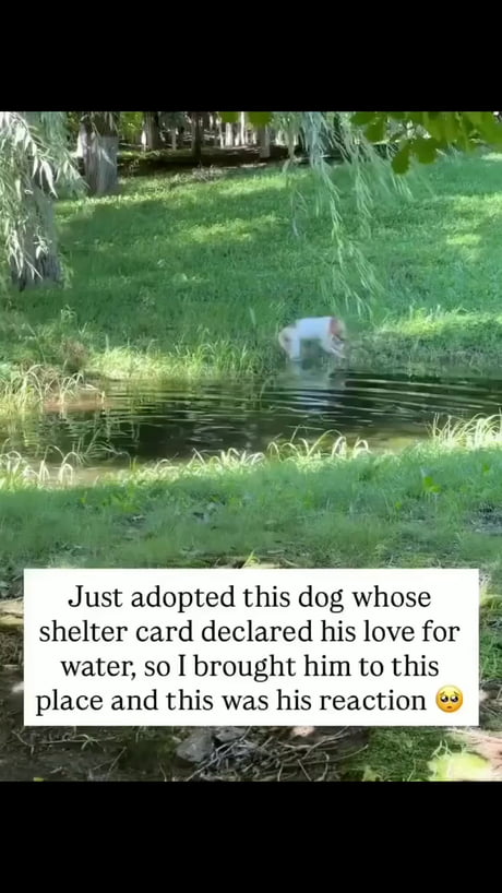 Just adopted this dog whose shelter card declared his love for water, so I brought him to this place and this was his reaction