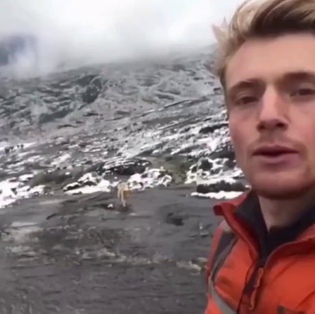 A British hiker became lost at high altitudes in the Peruvian mountains, then a stray dog appeared from the fog and led him safely back.