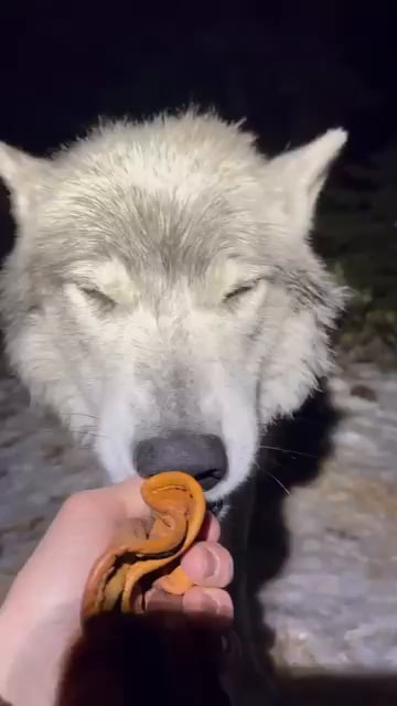 Wolfie wants to snatch glove
