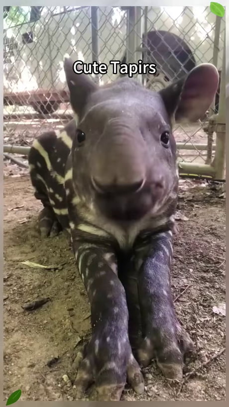 When mother nature has parts laying around...tada!