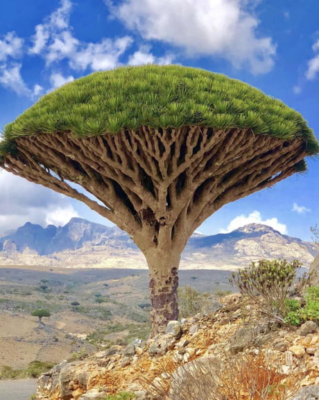 Dragon S Blood Tree On Socotra Island Yemen 9gag