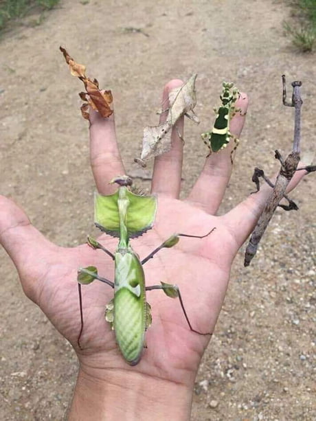 Credits To The Owner Who Owned This Fantastic Group Of Mantis 9gag