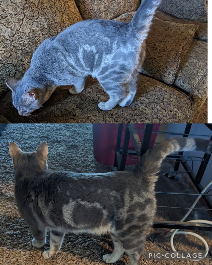 I adopted 2 yr old Zoe today! 9GAG