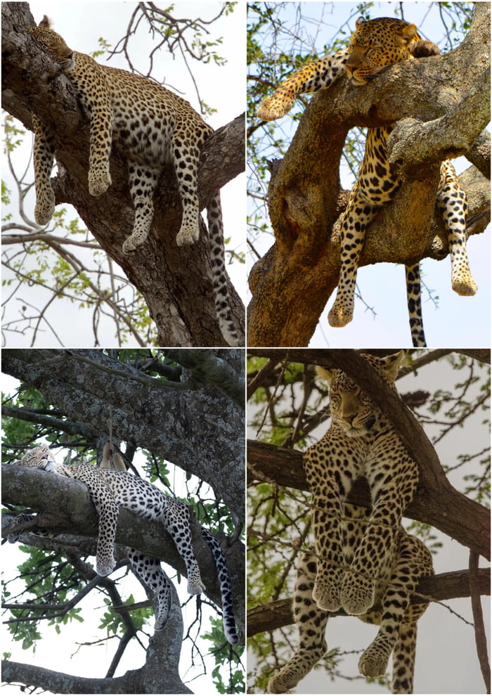 Leopards Spend A Lot Of Time In Trees Often Sleeping Draped Over A 