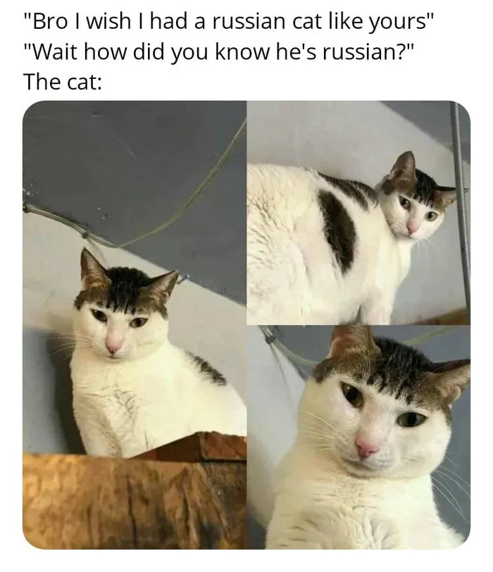 Russian Cat 9GAG
