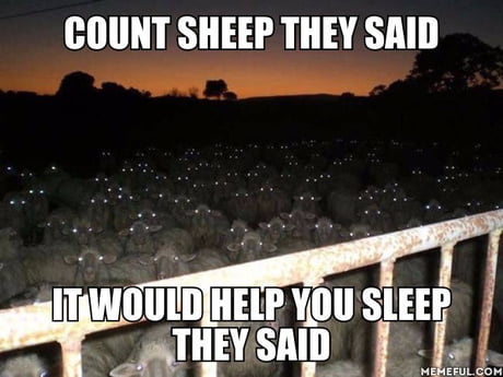 counting sheep funny