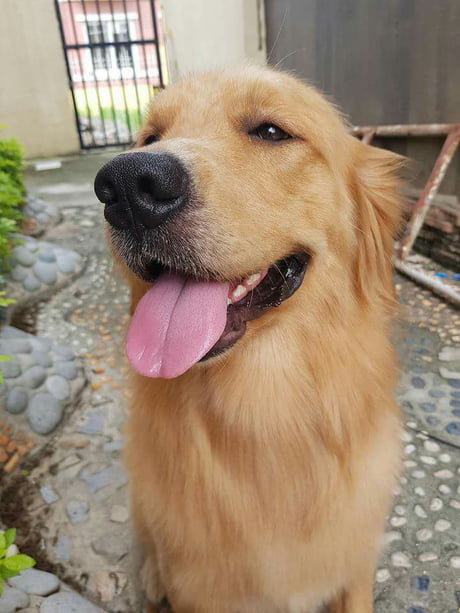 international golden retriever day