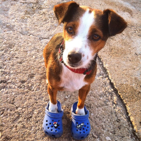 puppy wearing crocs