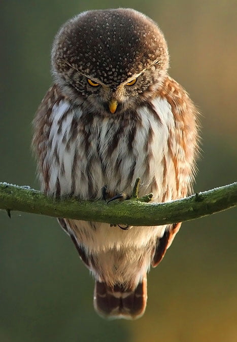 "Soon" said the mad owl..