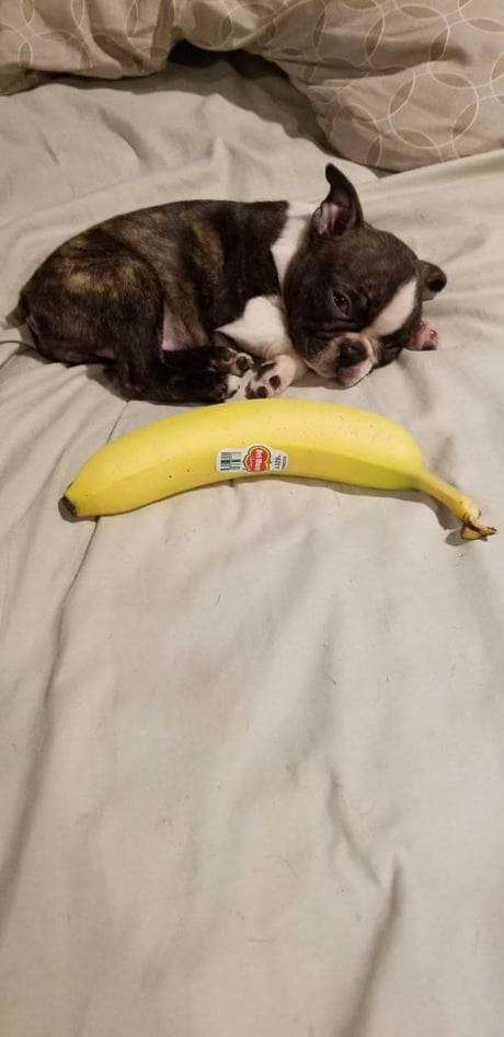 can boston terriers have bananas