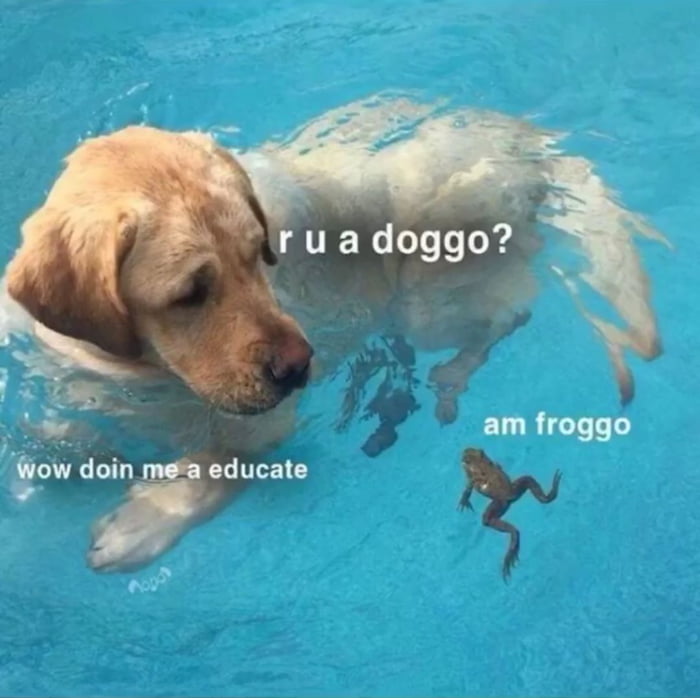 Doggo meets froggo