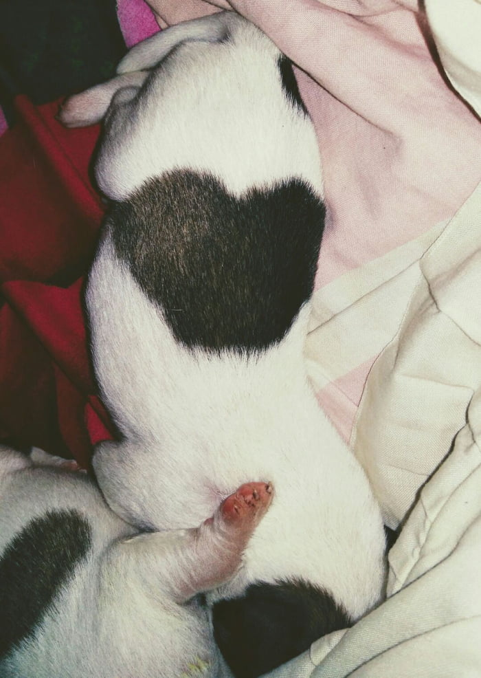 My new born puppy has a "love" mark on her body.. 💜 and it's was so cutee..