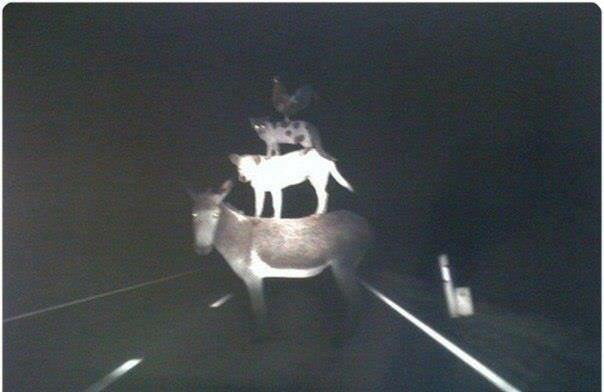 Go take a break to the countryside they said...