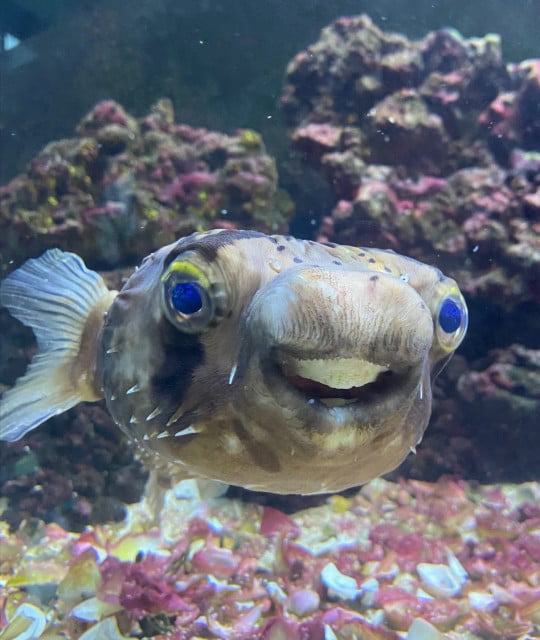 This Pufferfish's Teeth Are So Big She Needs To See A Dentist - 9gag