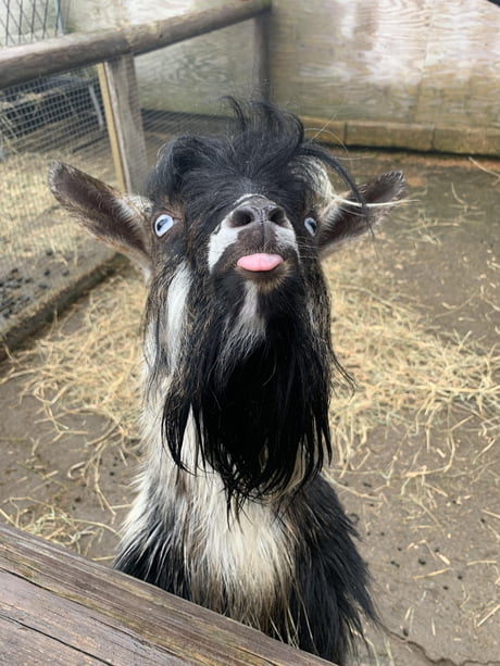 Share 71+ funny goat hairstyle super hot - in.eteachers