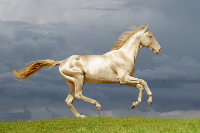 One of the rarest horse breeds in the world, Akhal-Teke horses have ...