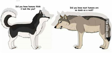 Huskies Vs Wolves 9gag