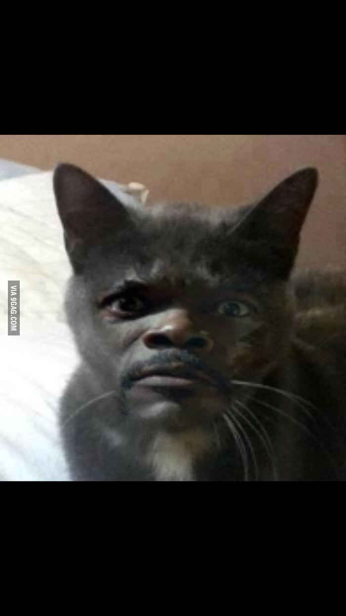 my-cat-keeps-making-this-weird-face-9gag