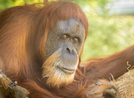This Is Inji The Oldest Orangutan That Ever Lived The Word Orangutan Derives From The Malay Orang Meaning Person And Hutan Meaning Forest Thus Orangutans Are People Of The Forest 9gag