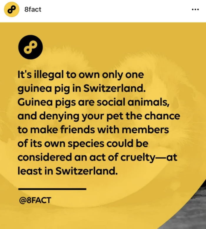 Denying your pet the chance to make friends is an act of cruelty -- at least in Switzerland