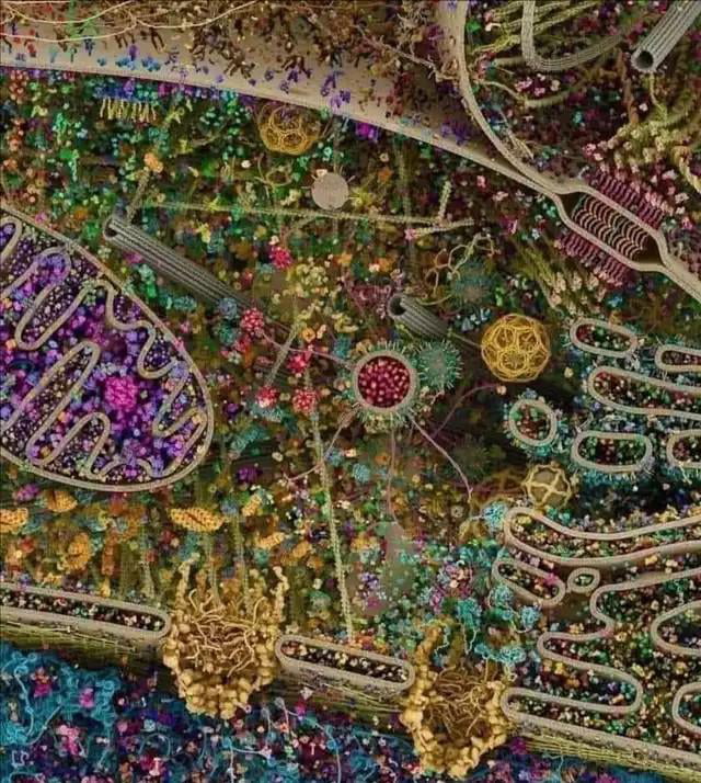 This isn’t a painting. It is the most detailed image of a human cell to date, obtained by radiography, nuclear magnetic resonance and cryoelectron microscopy