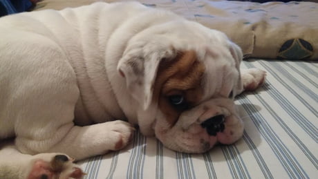 little english bulldog