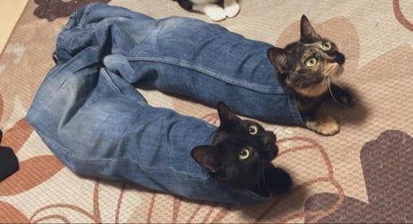 pants cat