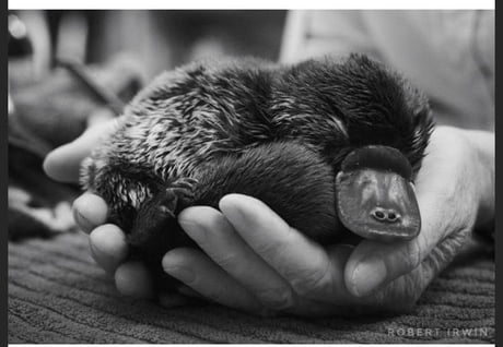 A Real Baby Platypus Photographed By Robert Irwin For Anyone That Wanted To See 9gag