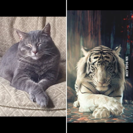 Tiger Cat - 9GAG