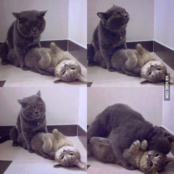 These Cats Have A Better Sex Life Than I Do 9gag