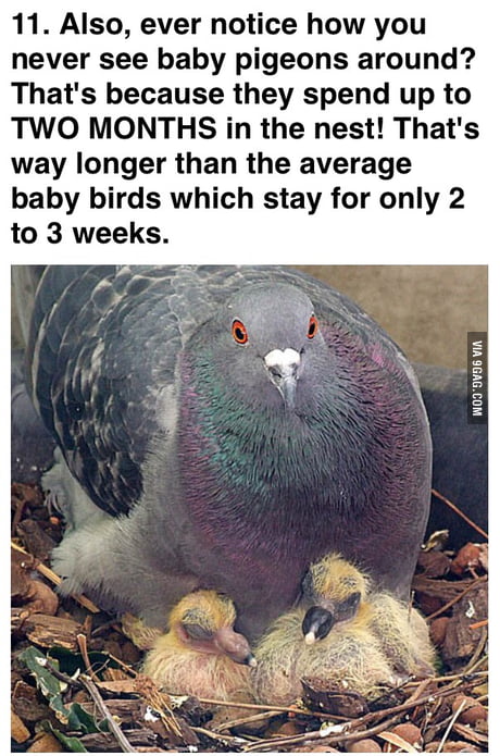 If You Ve Been Looking To See A Baby Pigeon Around 9gag