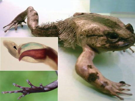 Frog hairy