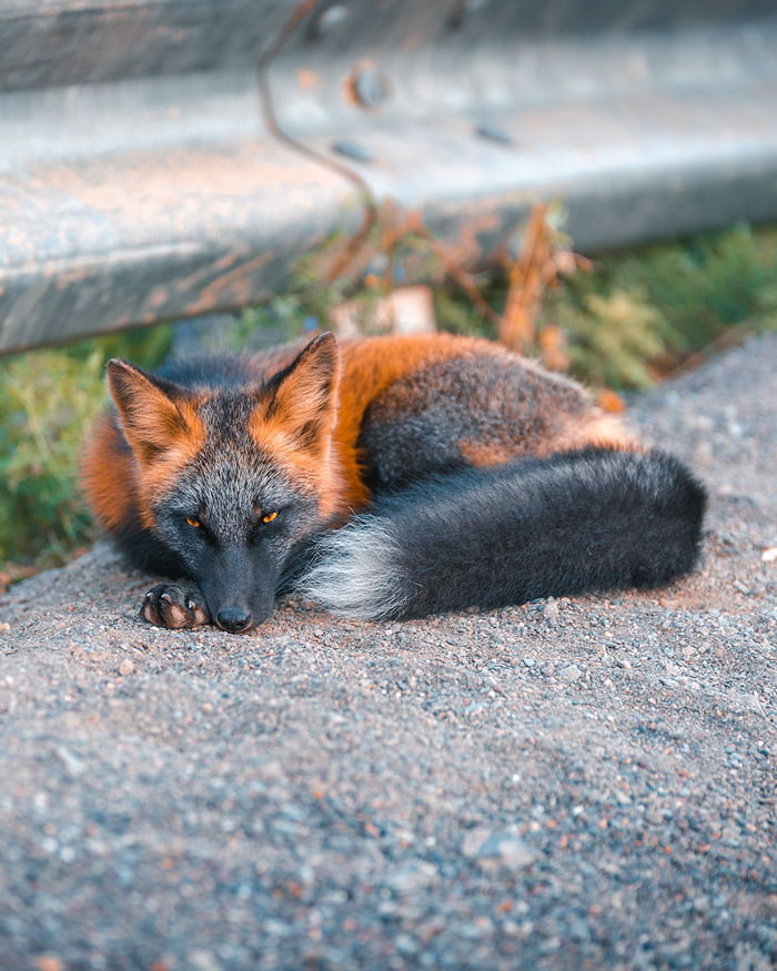 This cross fox is shocking us all with his unusual markings